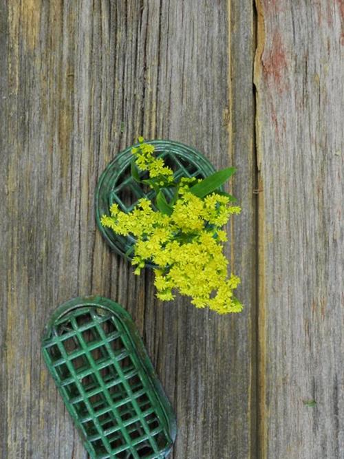 CARNIVAL GOLD  5 STEM BUNCH  YELLOW ASTER